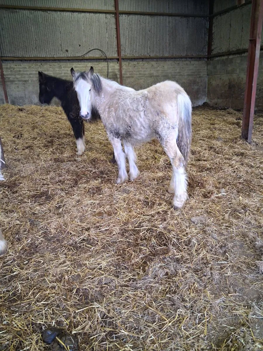 Dun Filly foal to make 15'2. - Image 1