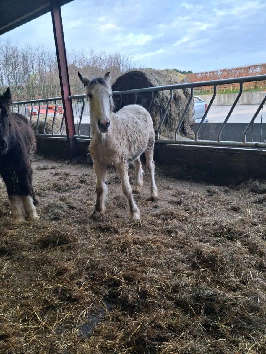 Dun Filly foal to make 15'2. - Image 2