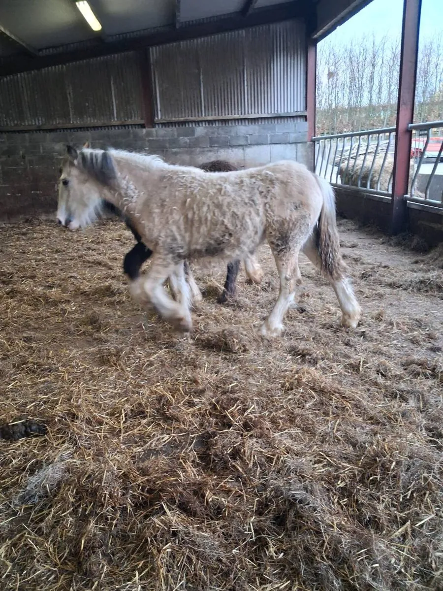 Dun Filly foal to make 15'2. - Image 3