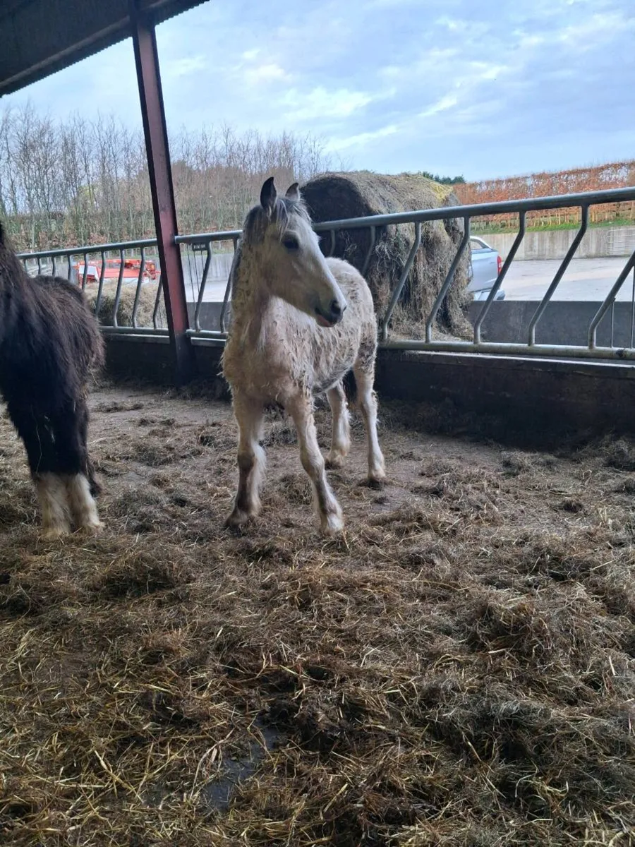 Dun Filly foal to make 15'2. - Image 4