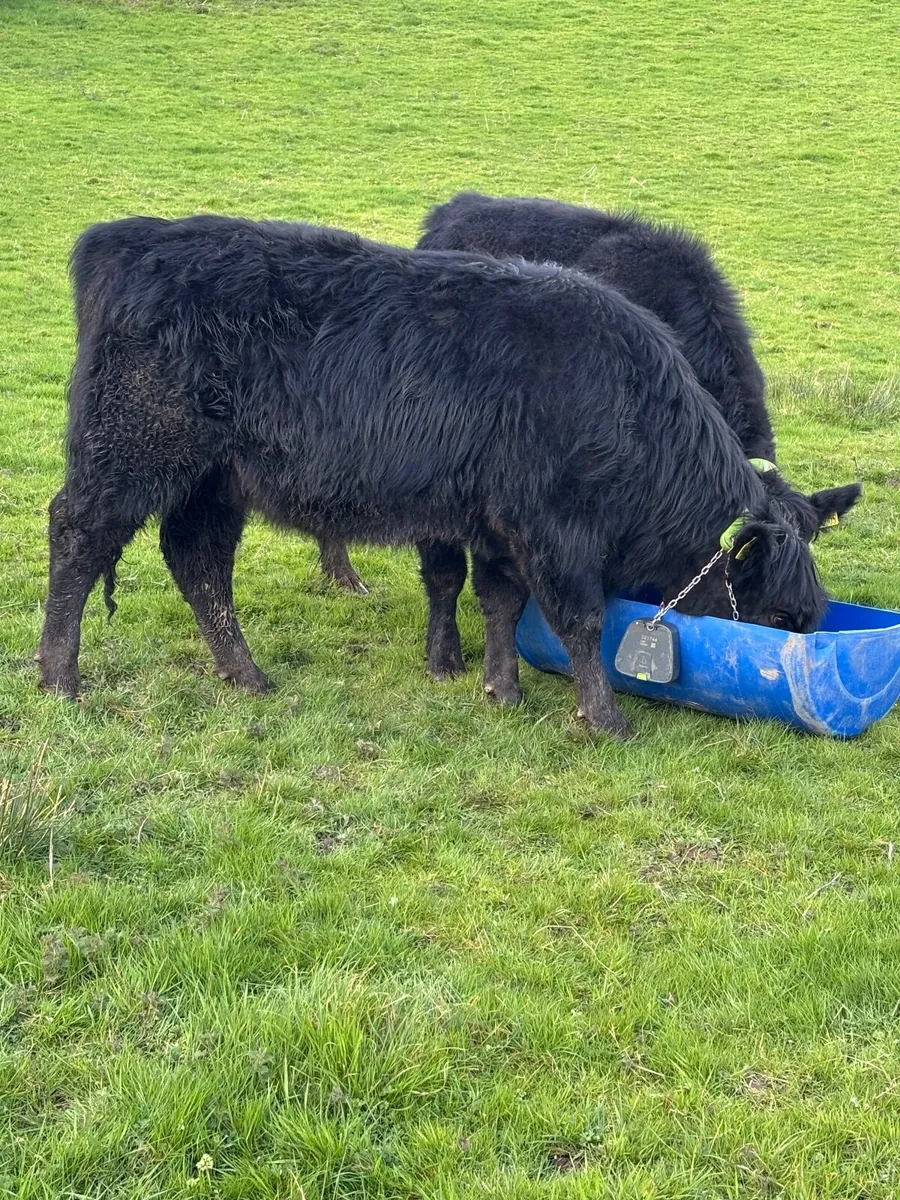 3 Organic AAX bullocks coming 2yrs