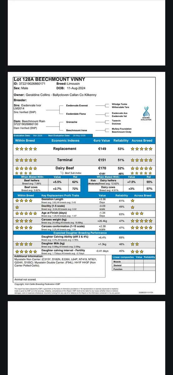 Pbr limousin bulls ×5 - Image 3