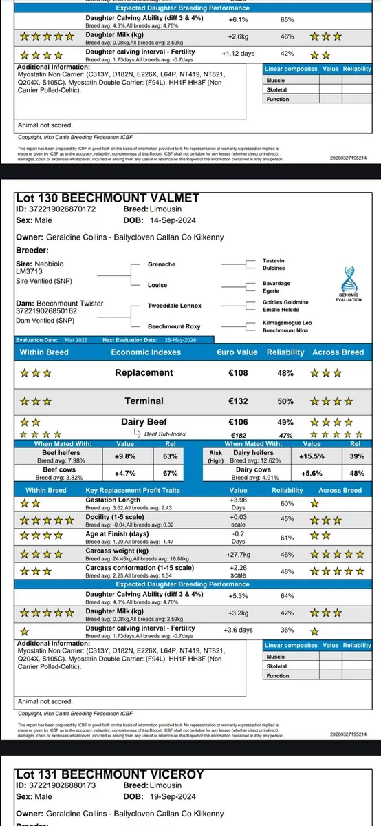 Pbr limousin bulls ×5 - Image 4