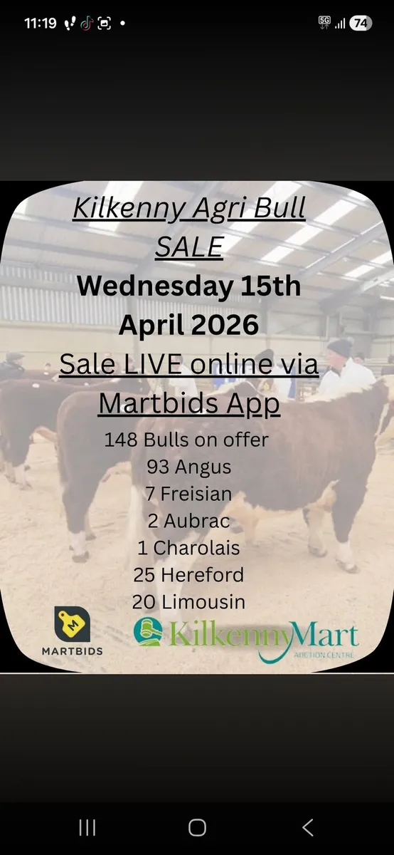 Pbr limousin bulls ×5 - Image 1