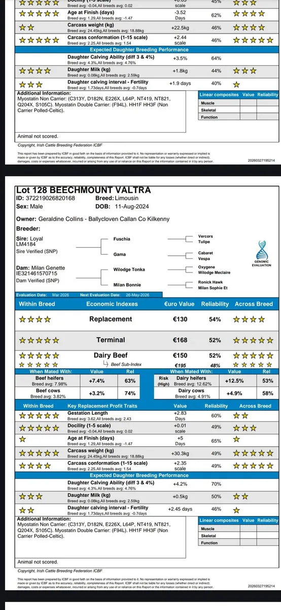 Pbr limousin bulls ×5 - Image 2