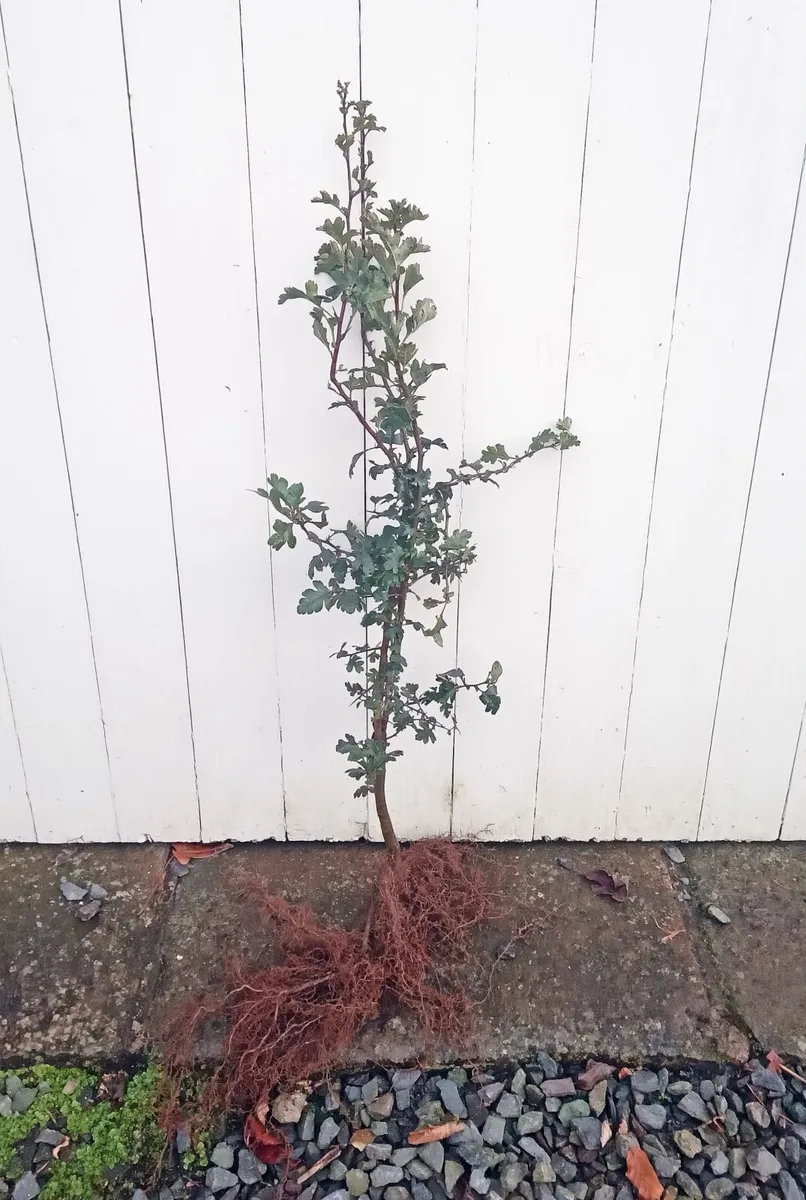 White Thorns - Image 1