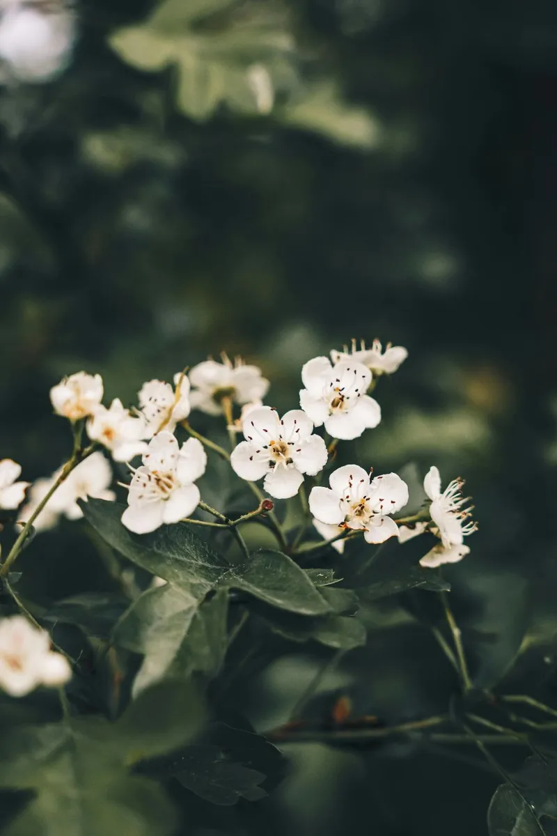 White Thorns - Image 3