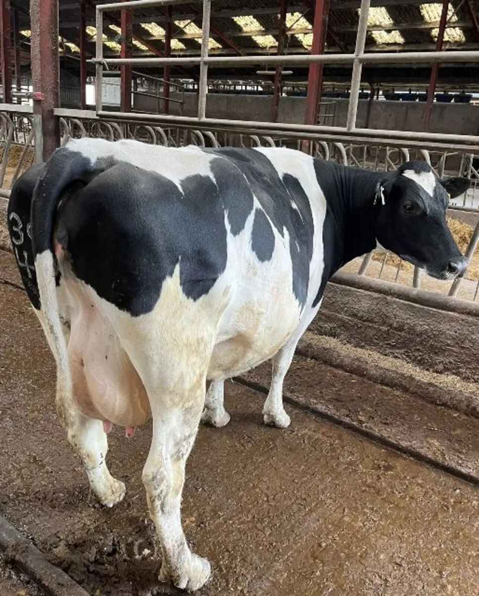 Young calved and on the point of calving - Image 1