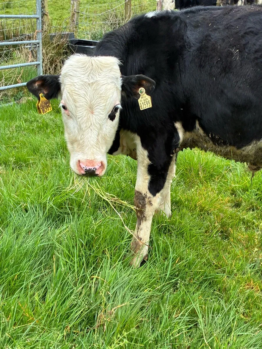 SUPER QUALITY HEX BULLOCK WEANLINGS 320/330KG - Image 4