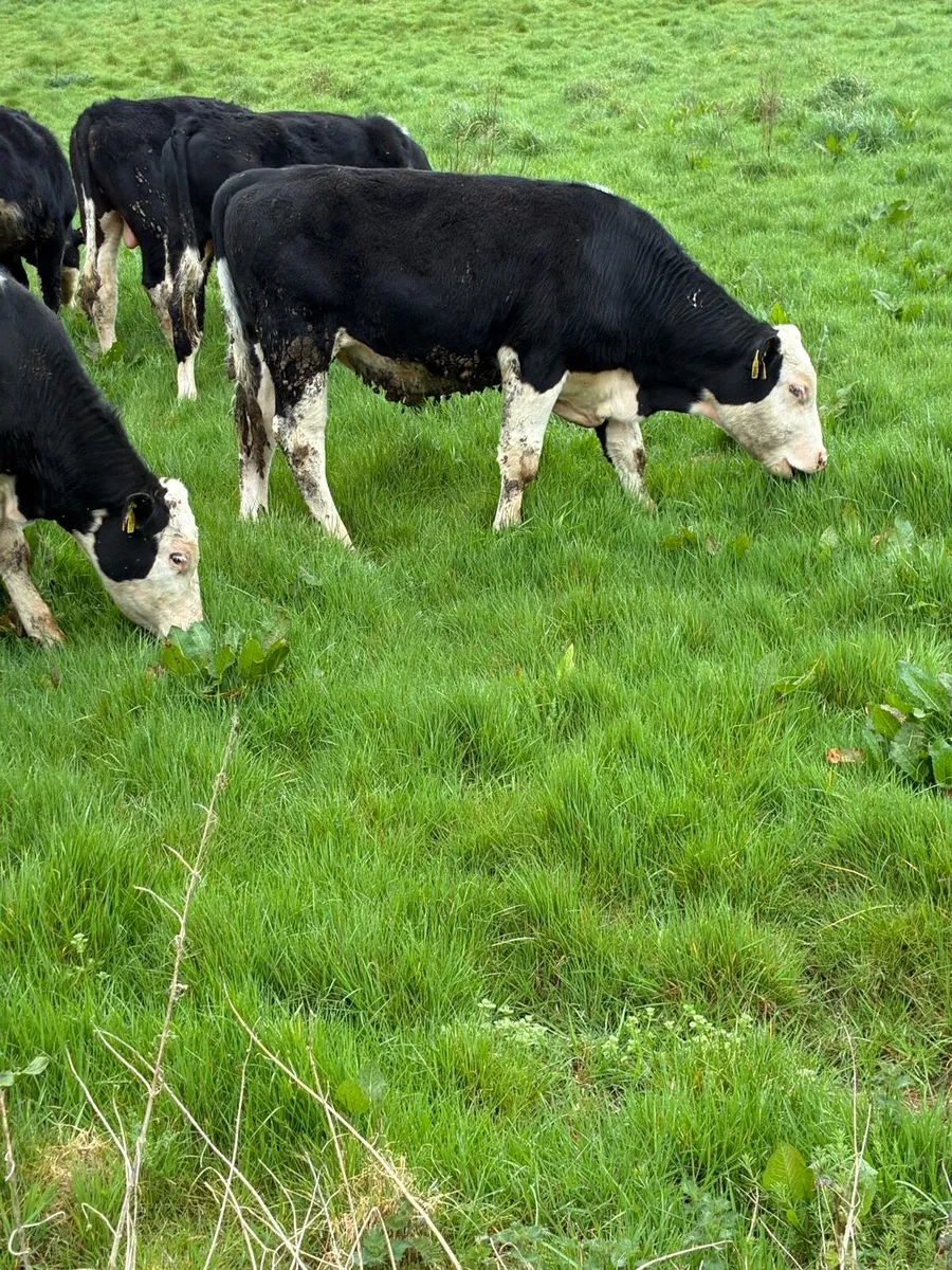 SUPER QUALITY HEX BULLOCK WEANLINGS 320/330KG - Image 3