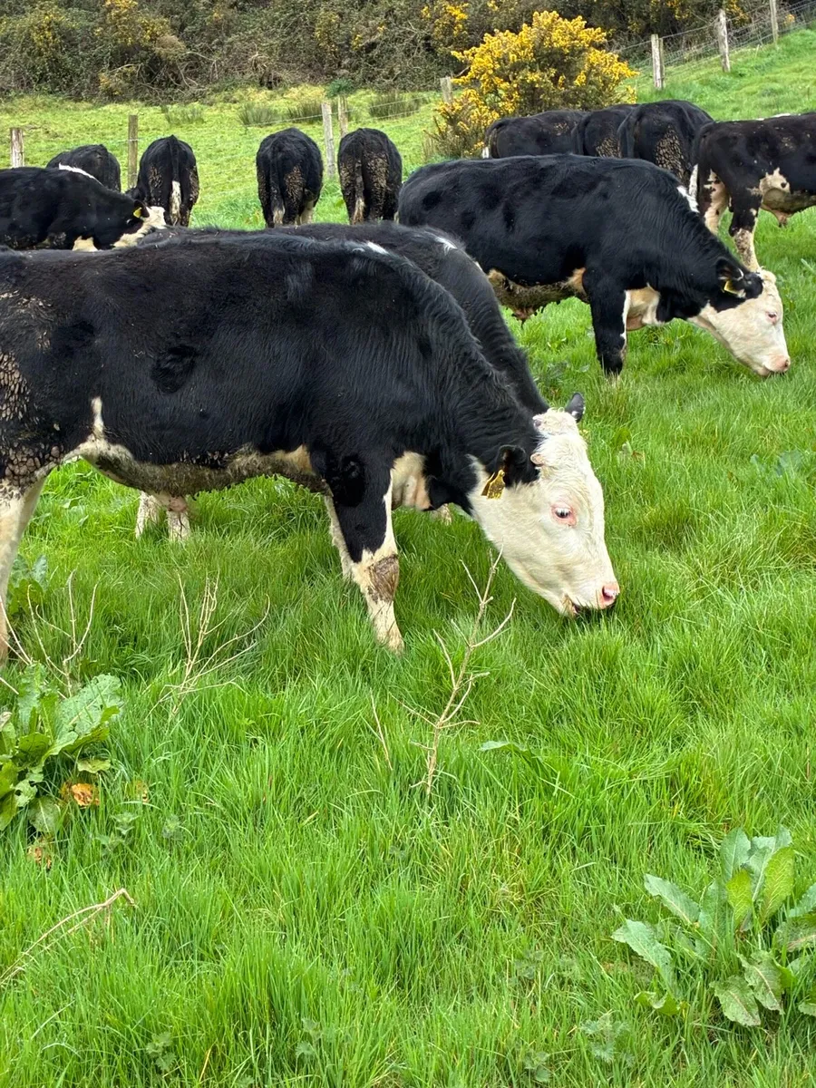 SUPER QUALITY HEX BULLOCK WEANLINGS 320/330KG - Image 2