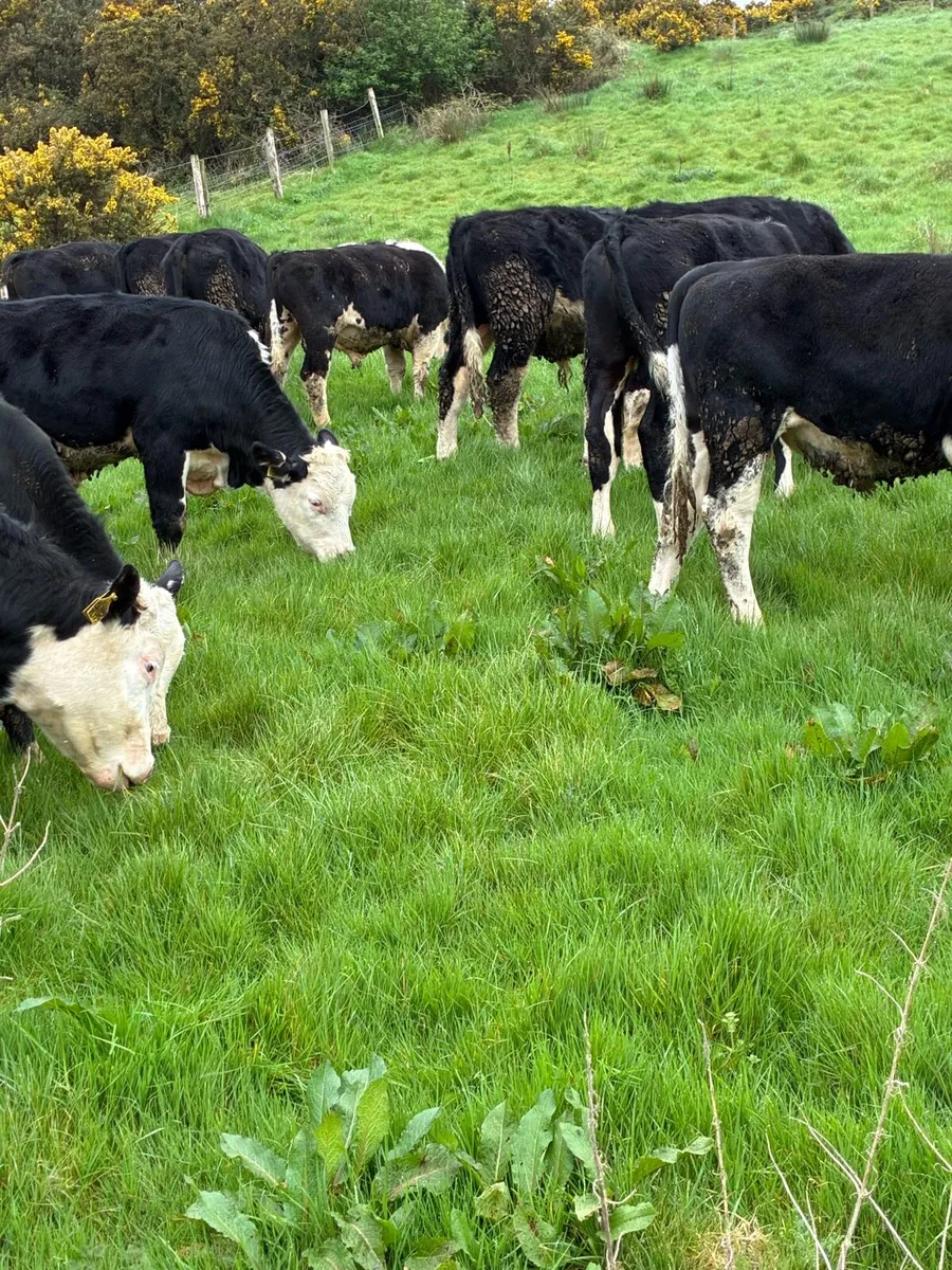 SUPER QUALITY HEX BULLOCK WEANLINGS 320/330KG - Image 1