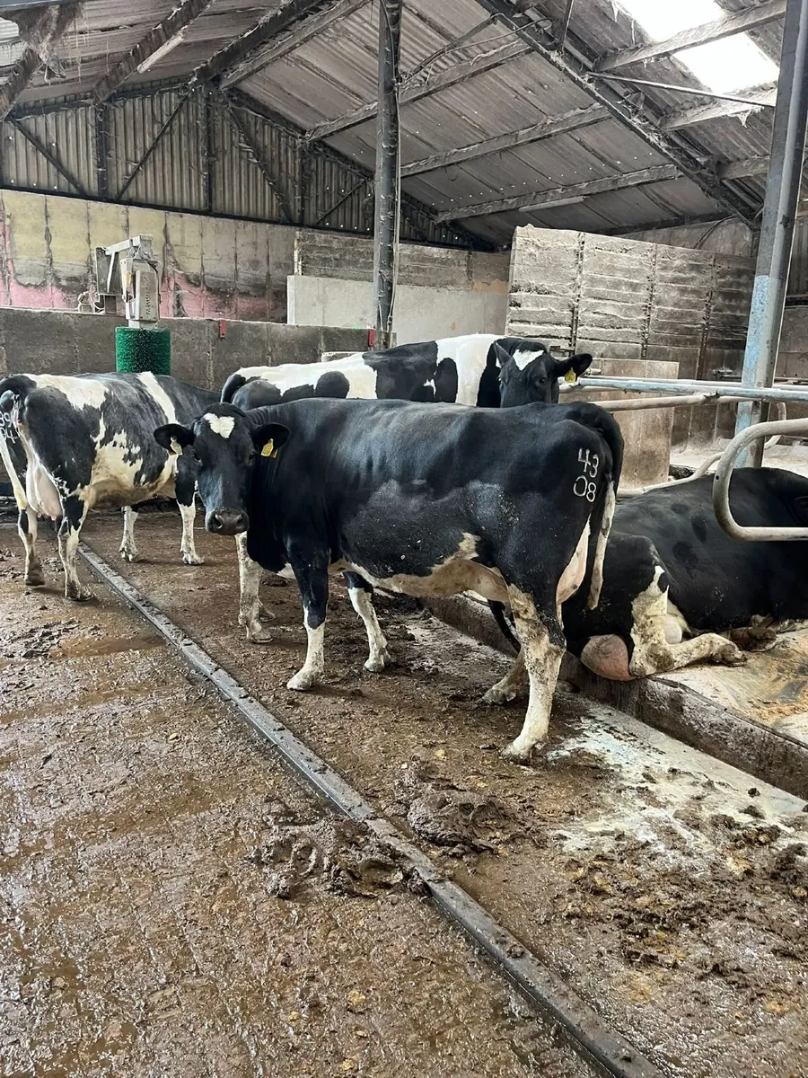 Young calved and on the point of calving - Image 4