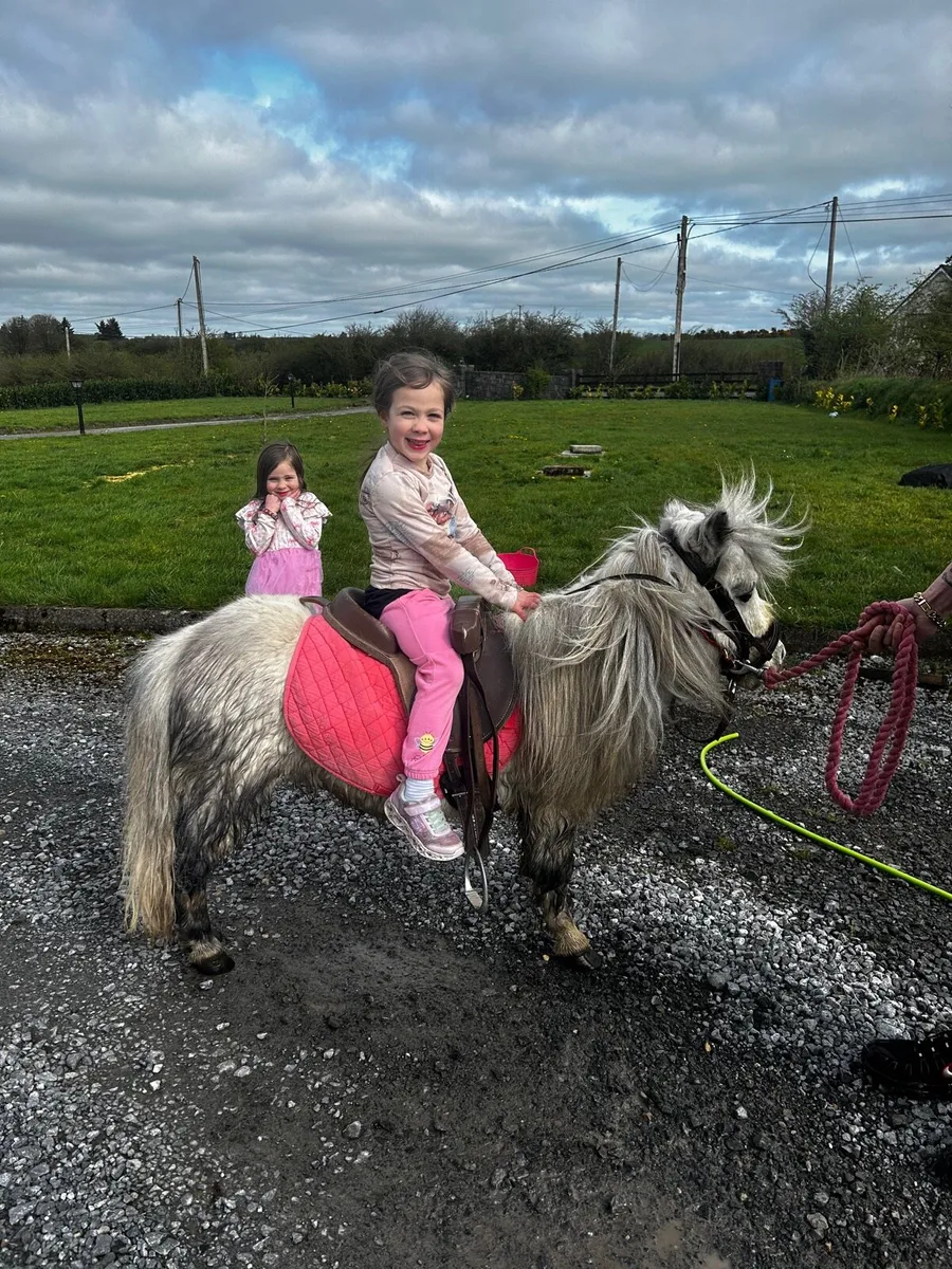 ❤️pony for sale ❤️ - Image 4