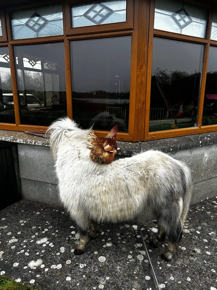 ❤️pony for sale ❤️ - Image 2