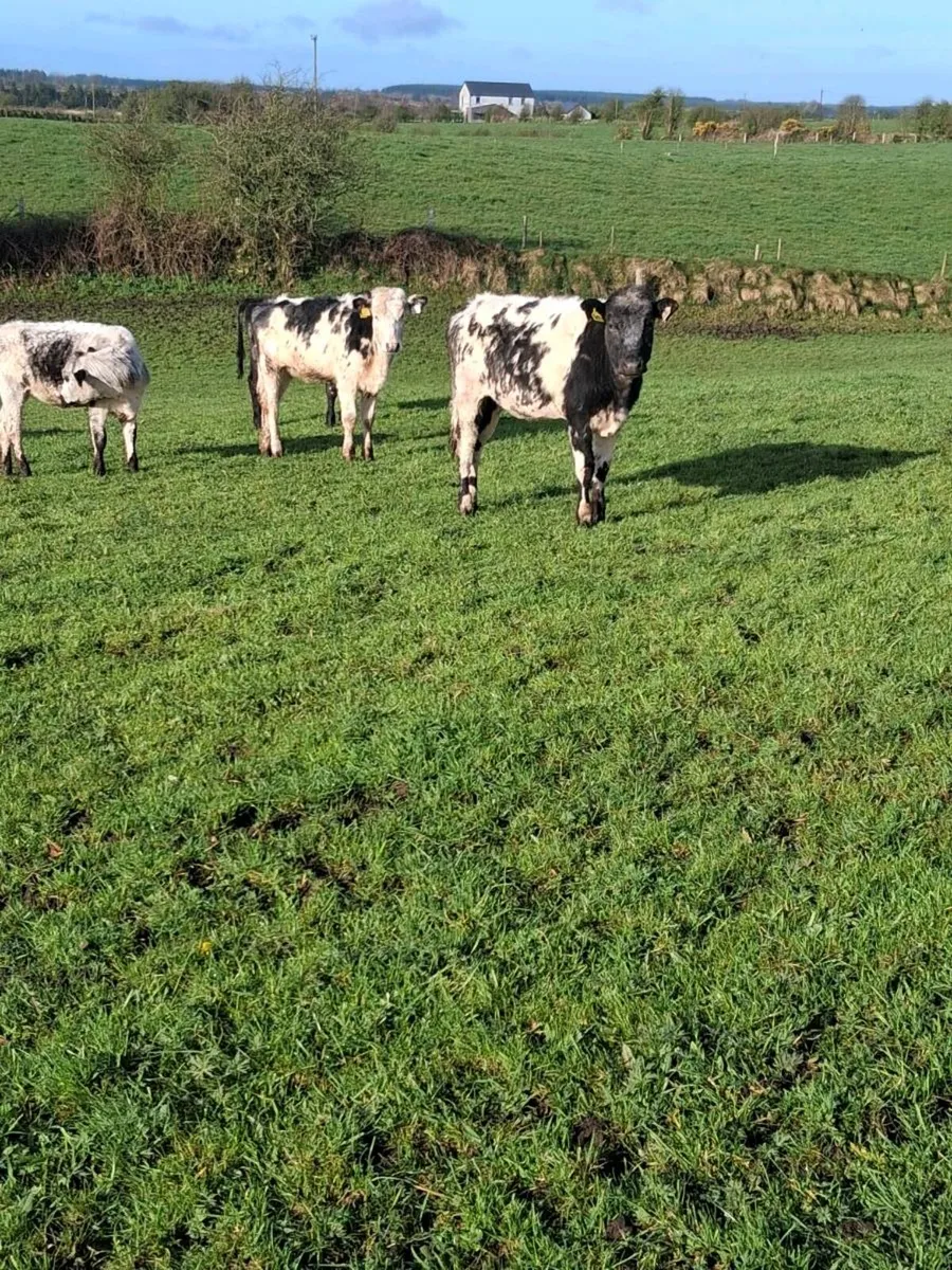 11 Beautiful blue & 7 charolais yearling heifers. - Image 2