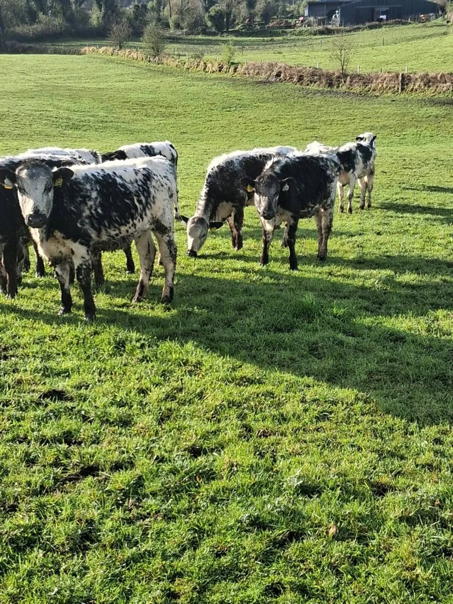 11 Beautiful blue & 7 charolais yearling heifers. - Image 1