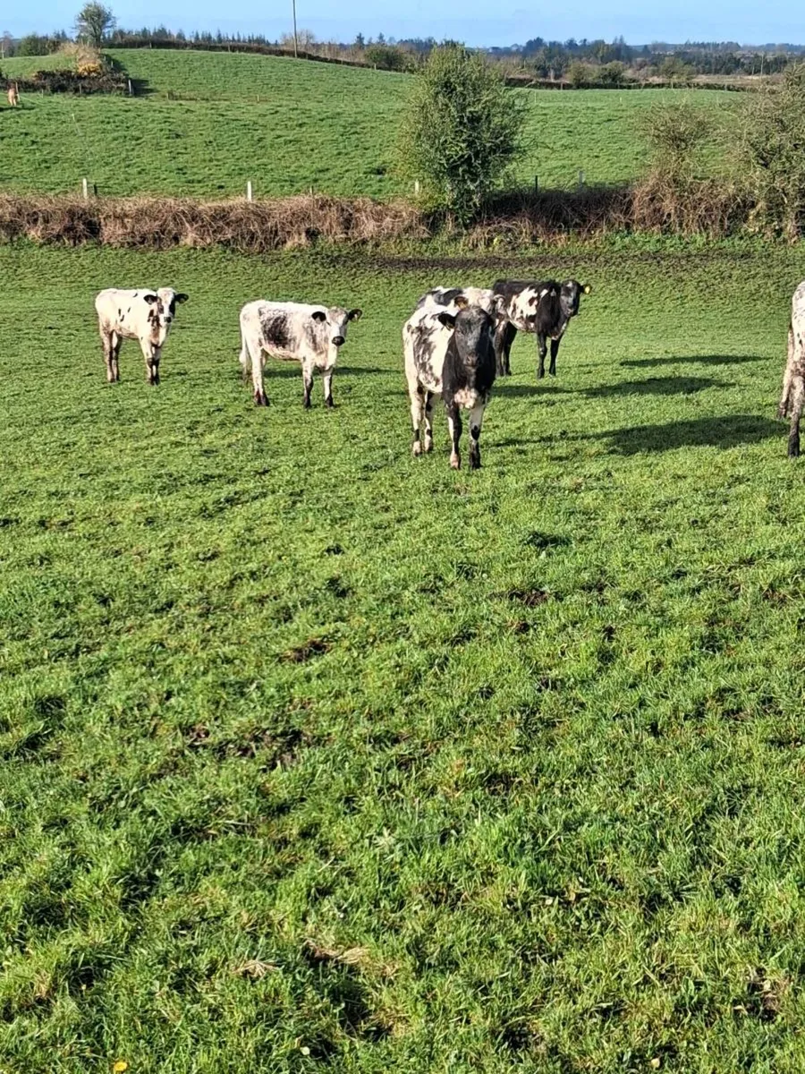 11 Beautiful blue & 7 charolais yearling heifers. - Image 3