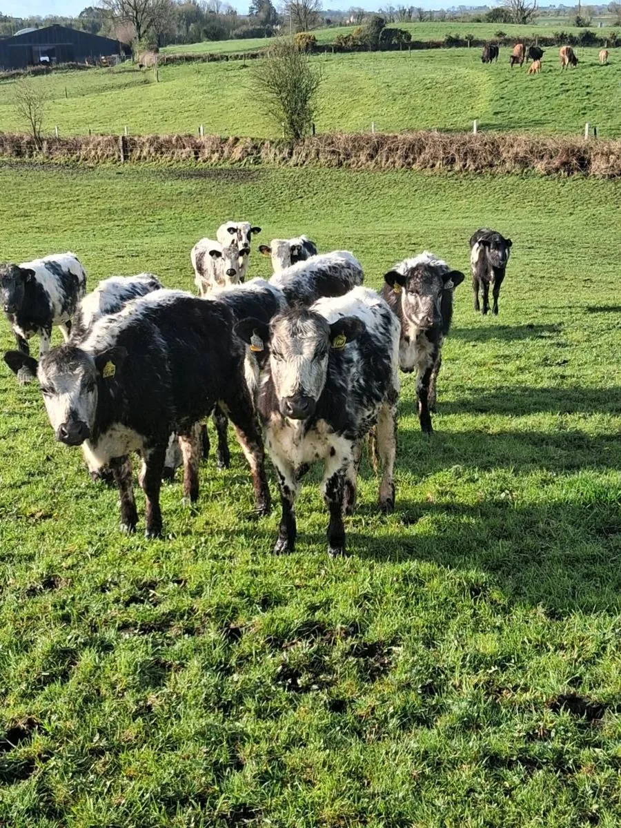 11 Beautiful blue & 7 charolais yearling heifers. - Image 4