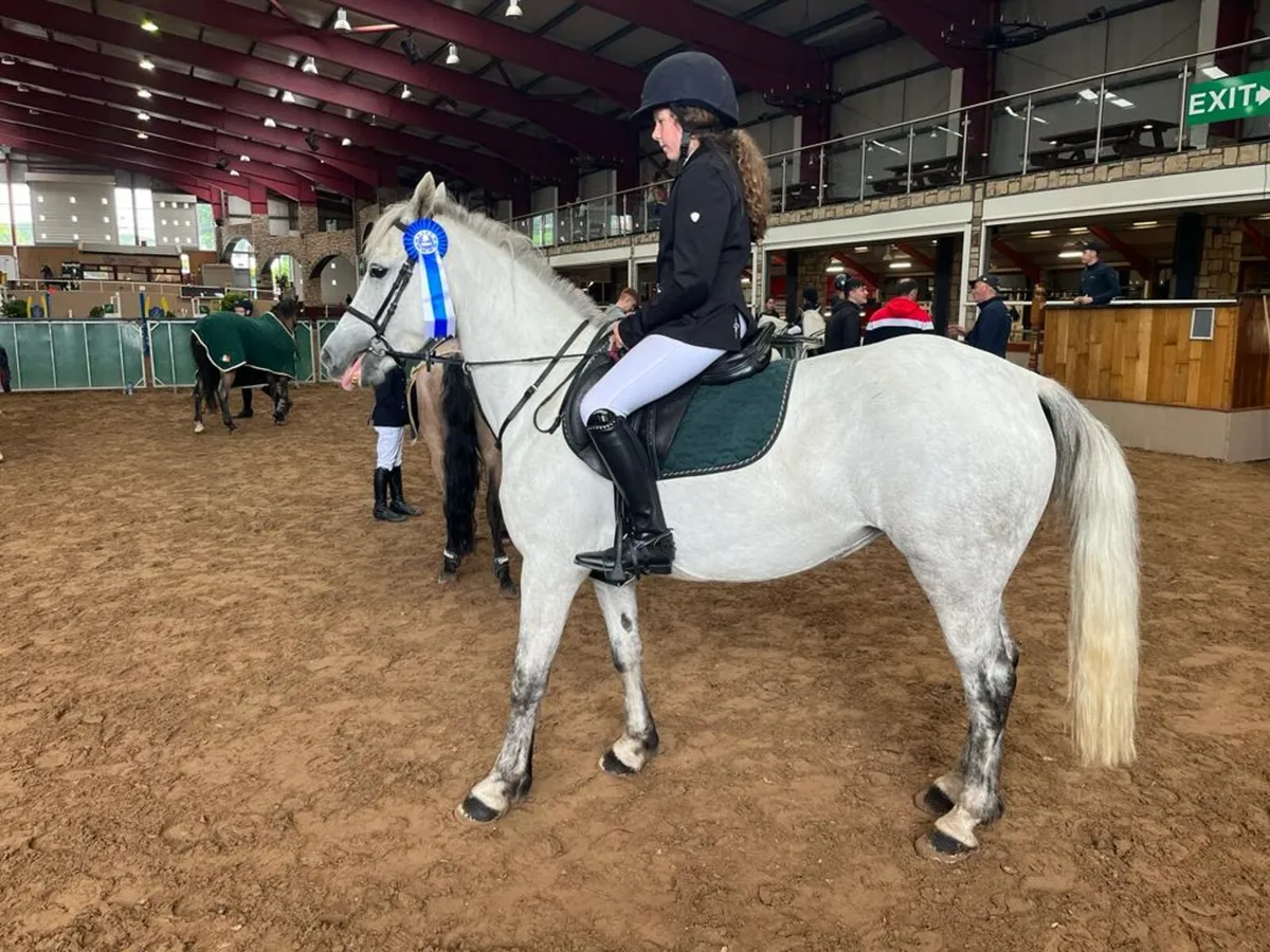 Connemara pony - Image 2