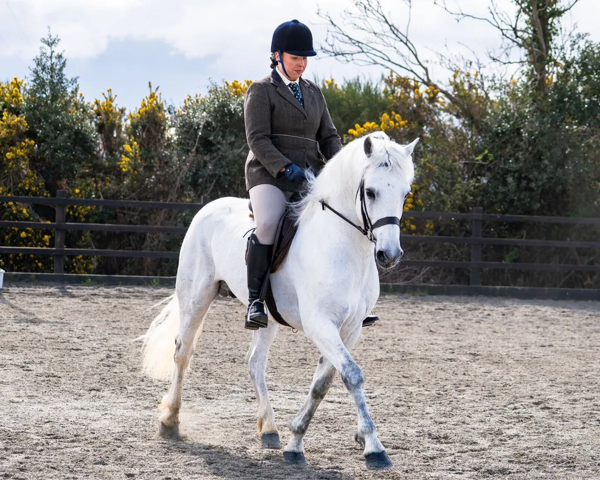 Class One Connemara at Stud - Image 1