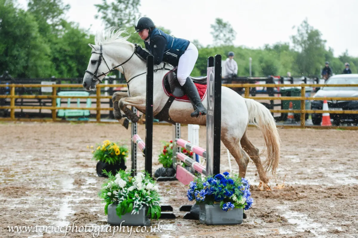 Class One Connemara at Stud - Image 3