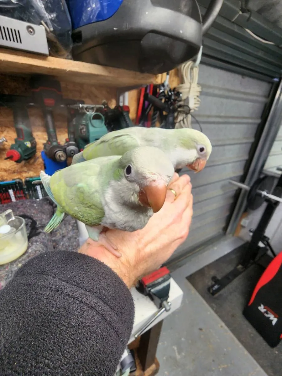 Proven pair GCC/ Hand tame quaker - Image 2