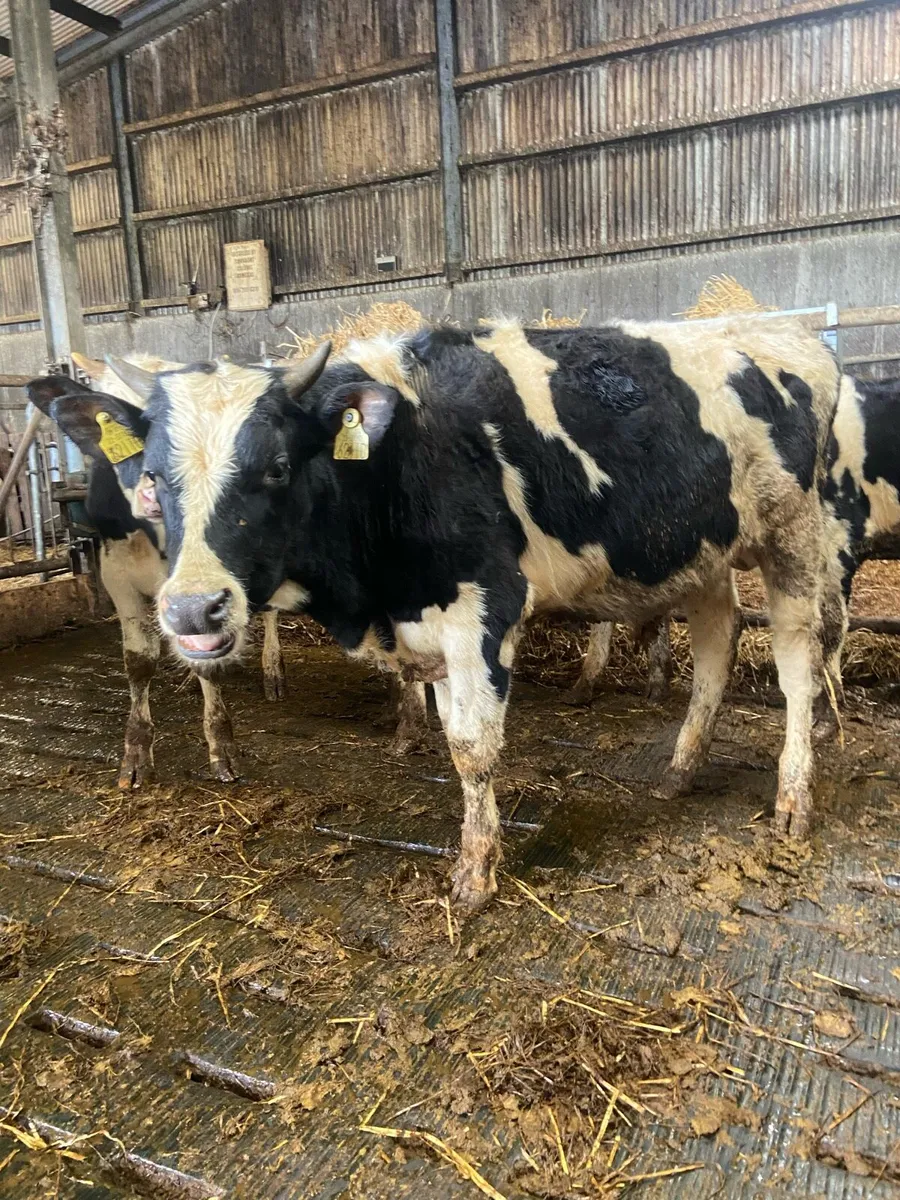 ⭐️11 super British Freisian bulls⭐️ - Image 1