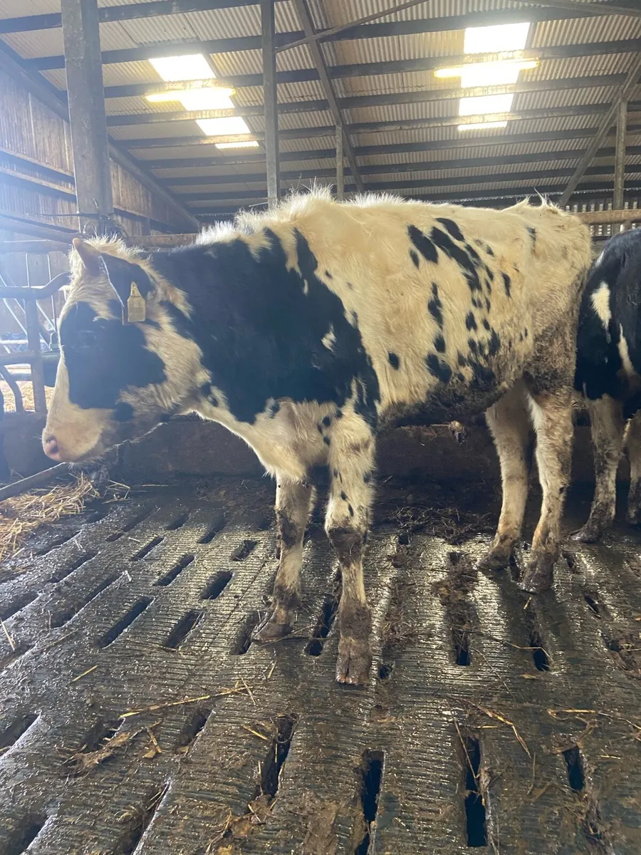 ⭐️11 super British Freisian bulls⭐️ - Image 3