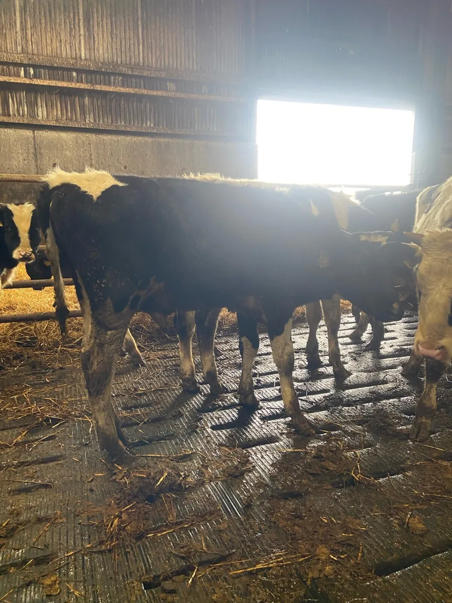 ⭐️11 super British Freisian bulls⭐️ - Image 4