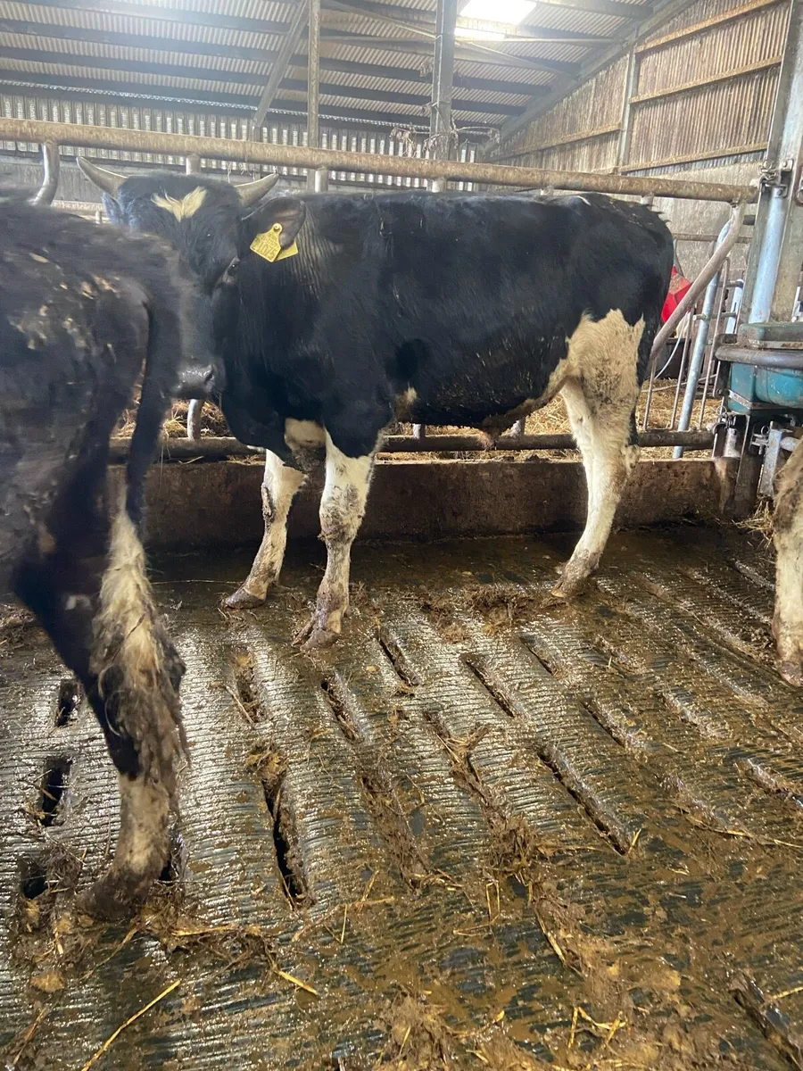 ⭐️11 super British Freisian bulls⭐️ - Image 2