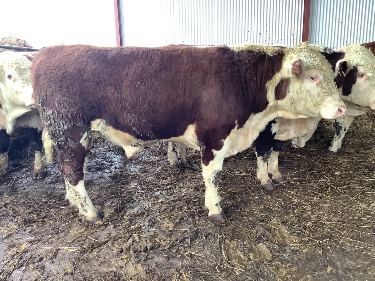 Hereford Polled Purebred Bulls - Image 2