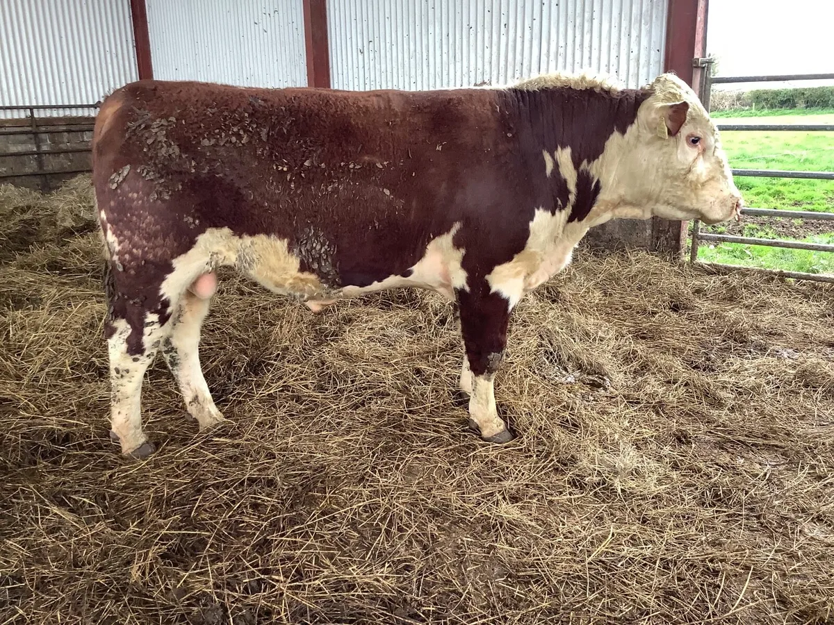 Hereford Polled Purebred Bulls - Image 4