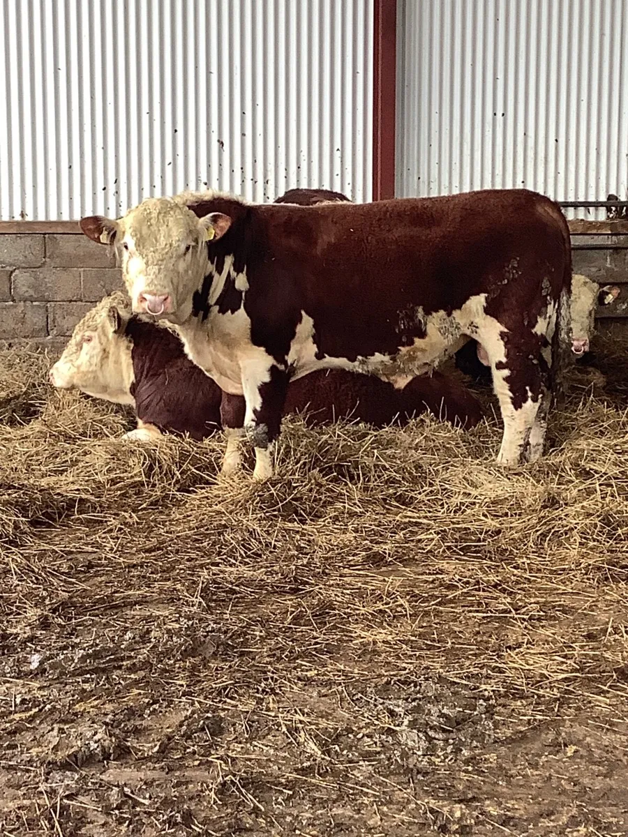 Hereford Polled Purebred Bulls - Image 1