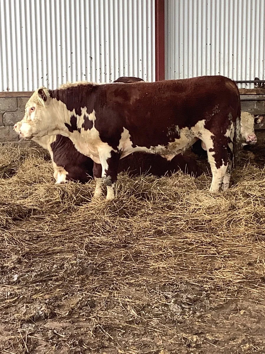 Hereford Polled Purebred Bulls - Image 3
