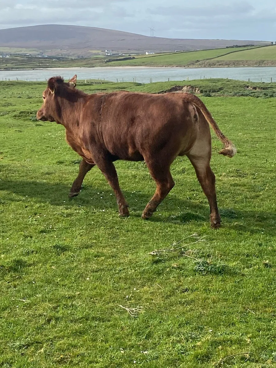 ⭐️10 super u grade heifers⭐️ - Image 1