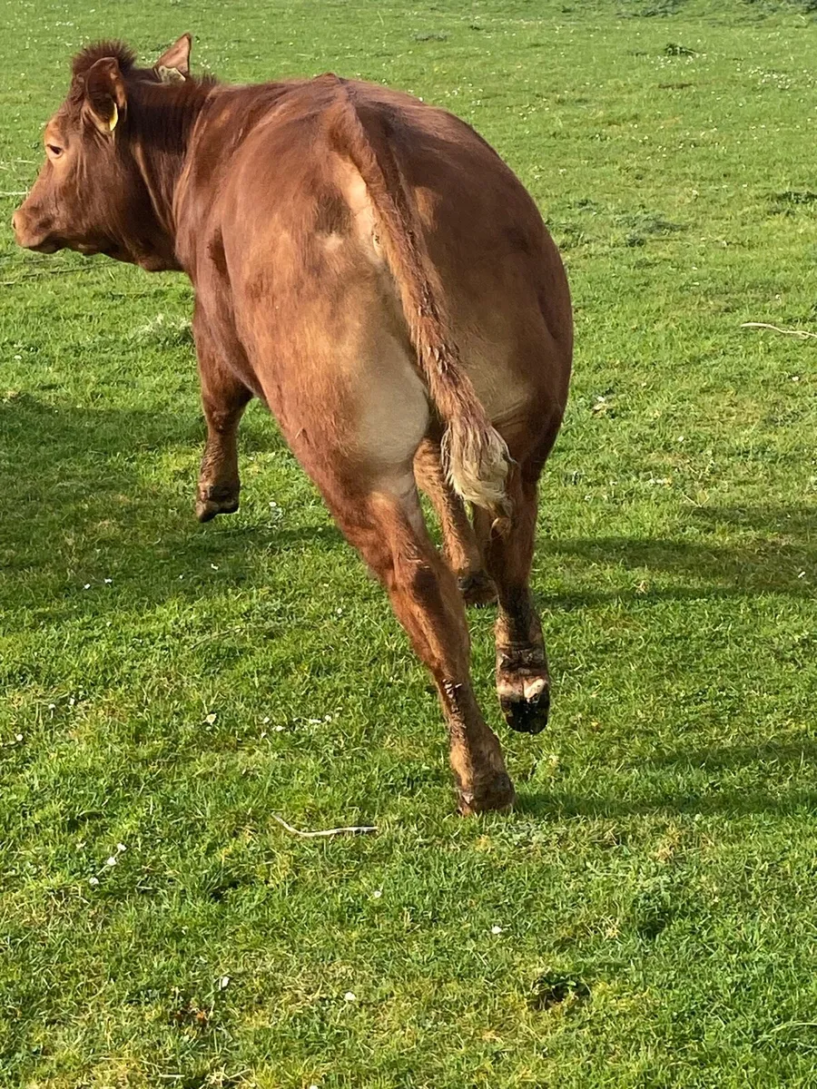 ⭐️10 super u grade heifers⭐️ - Image 2