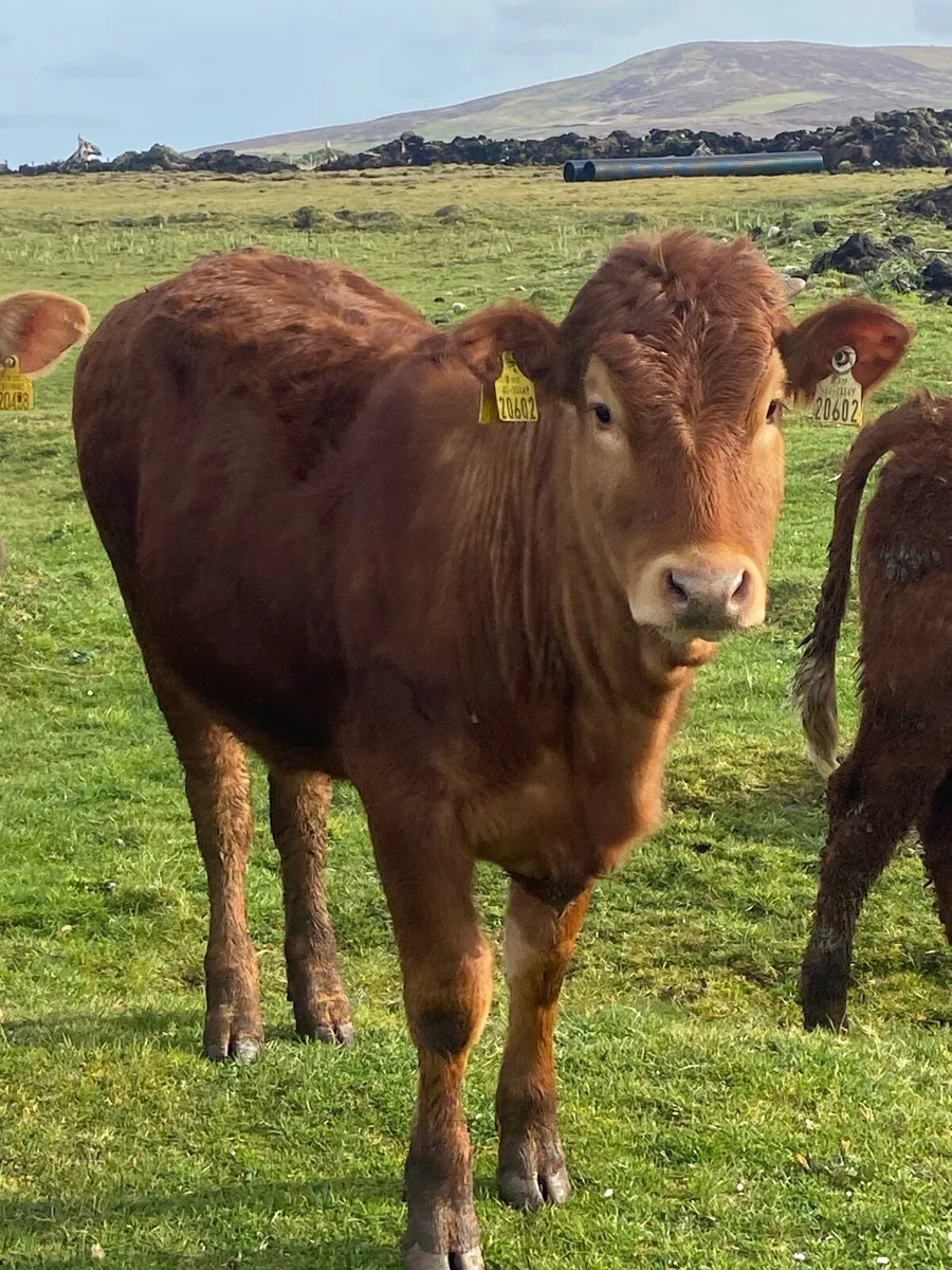 ⭐️10 super u grade heifers⭐️ - Image 3