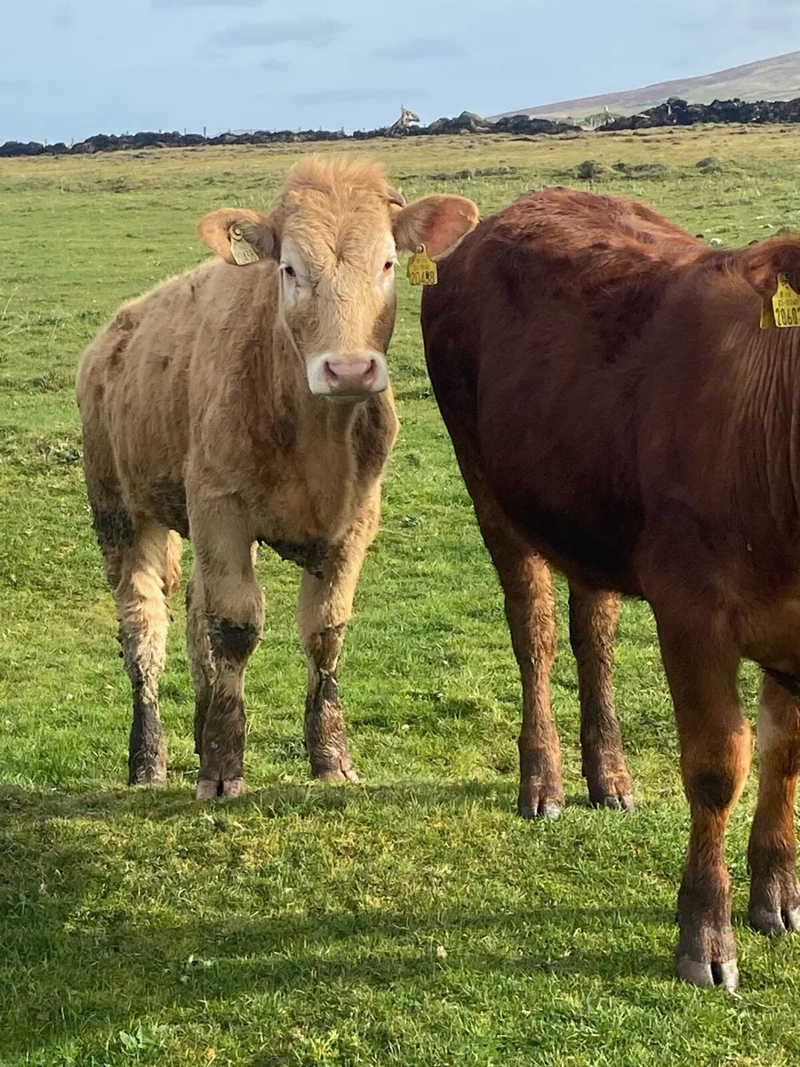 ⭐️10 super u grade heifers⭐️ - Image 4