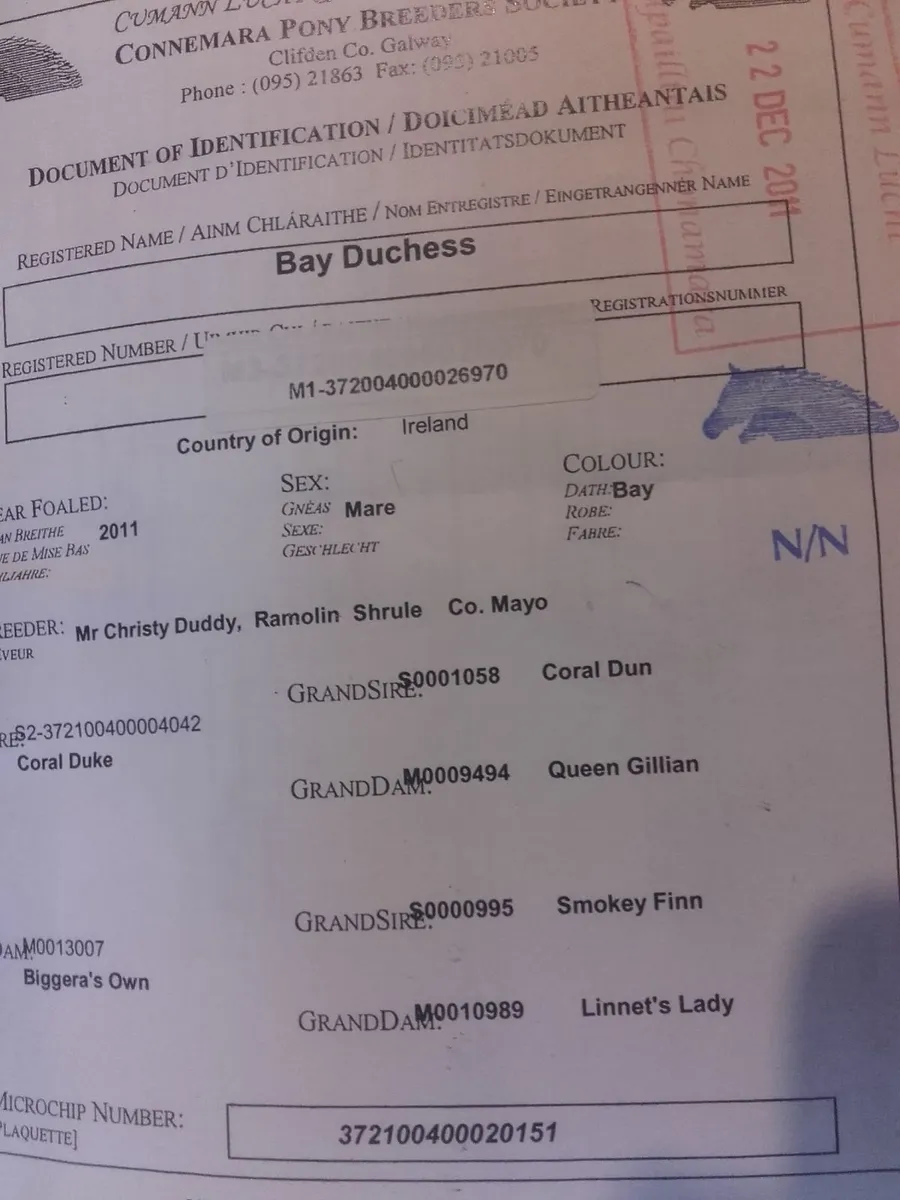 Connemara mare - Image 2