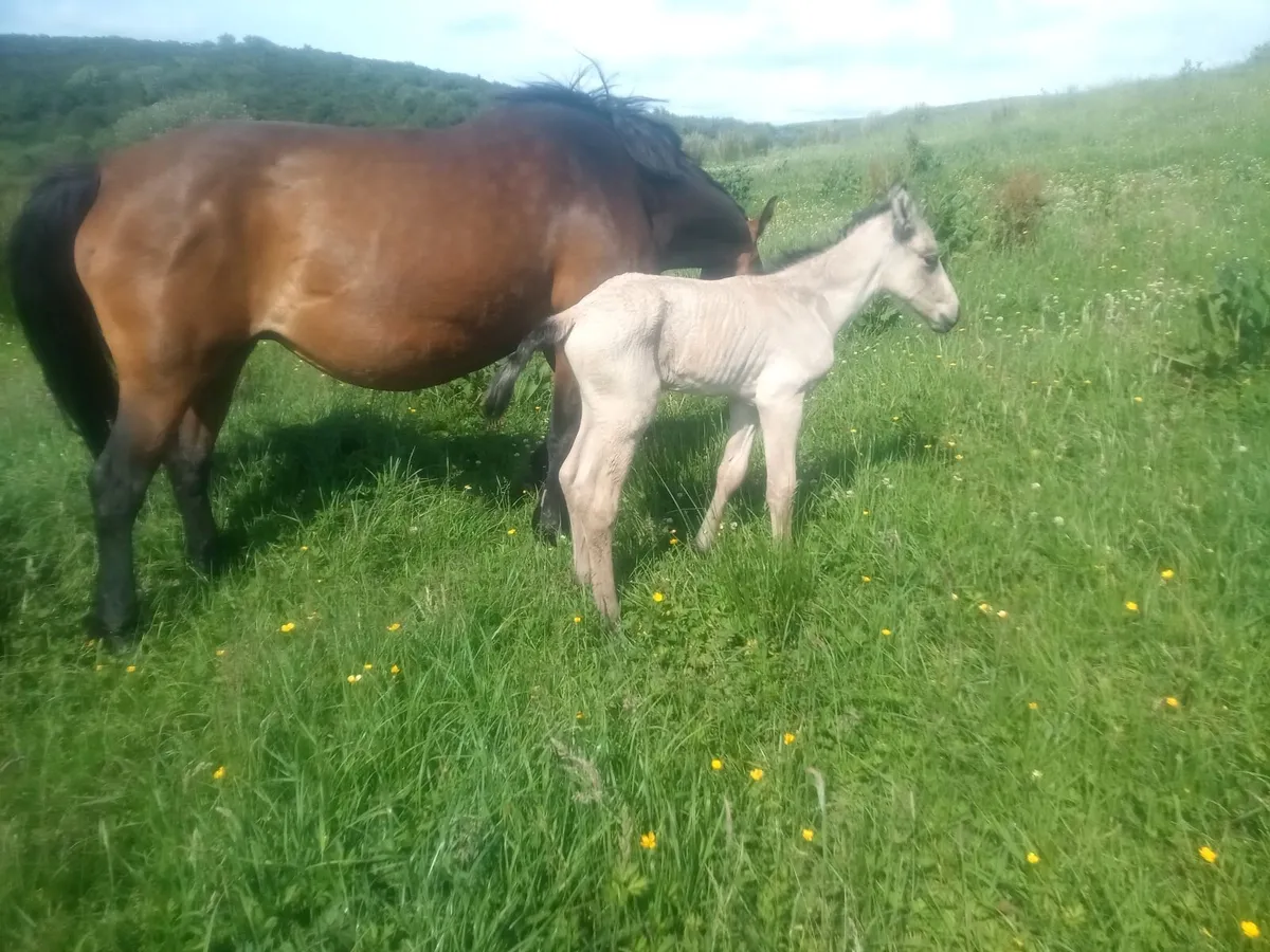 Connemara mare - Image 1