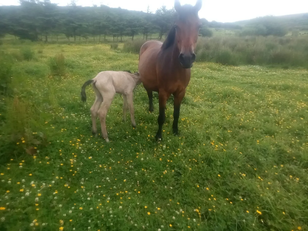 Connemara mare - Image 3