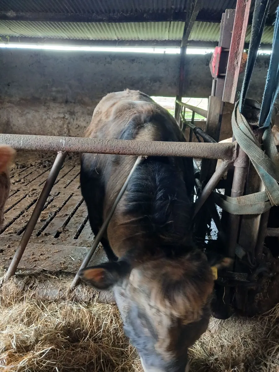 Pure bred Aubrac Bull - Image 2