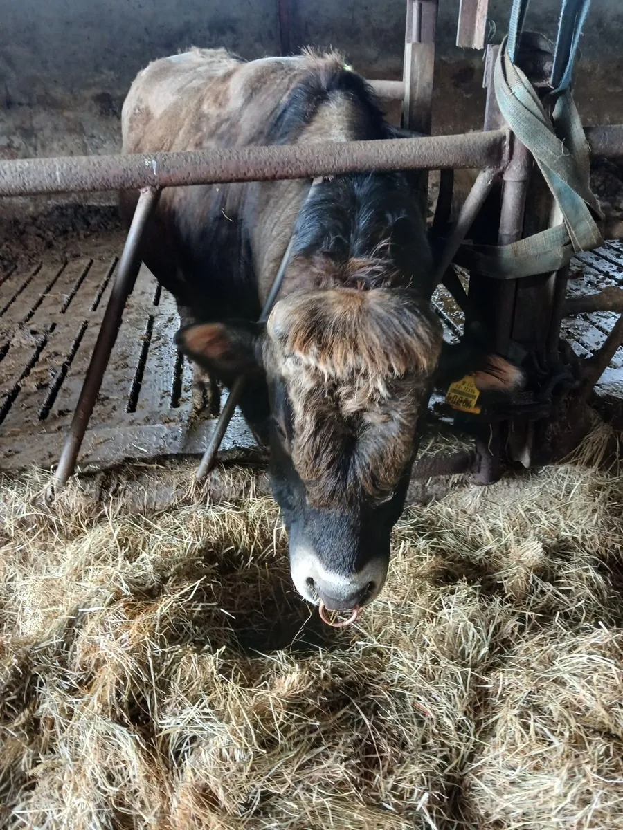 Pure bred Aubrac Bull - Image 1