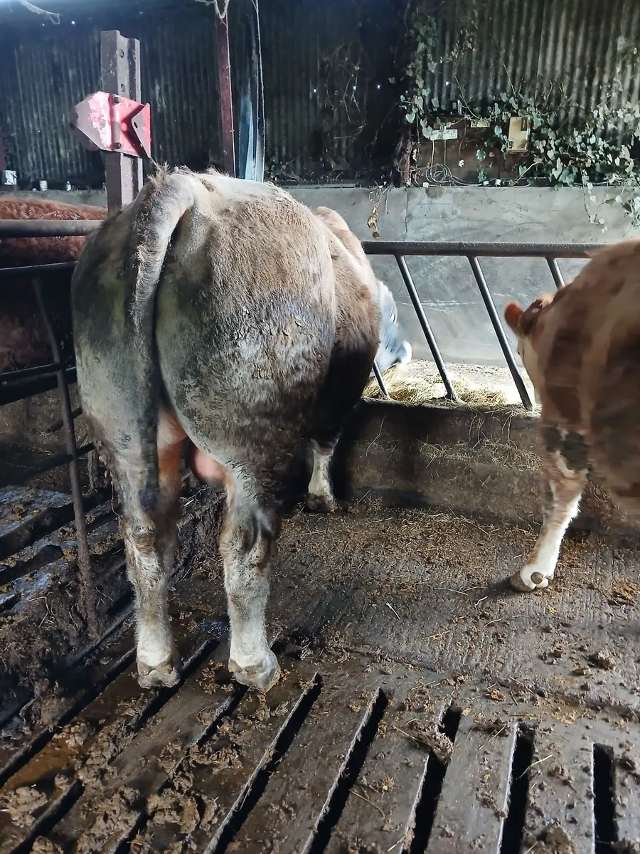 Pure bred Aubrac Bull - Image 3