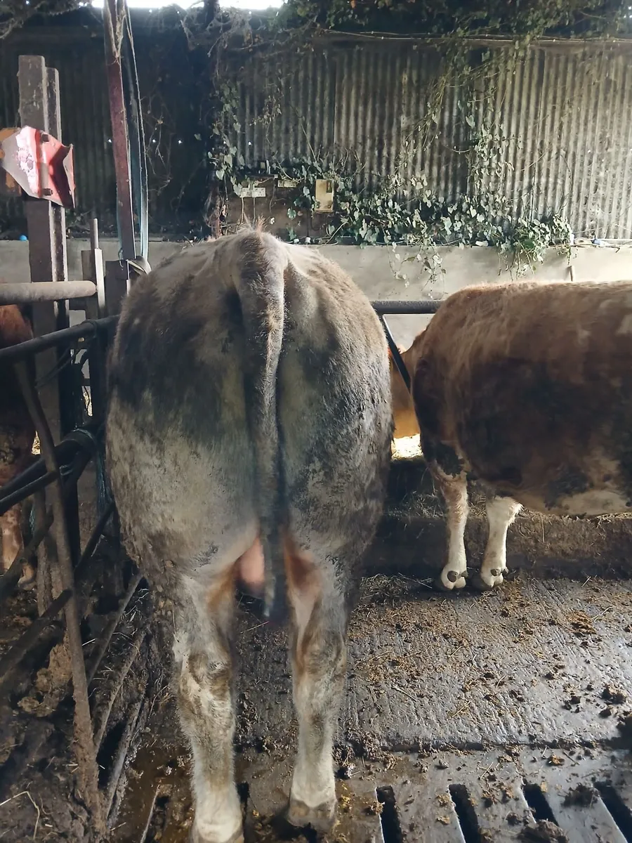 Pure bred Aubrac Bull - Image 4