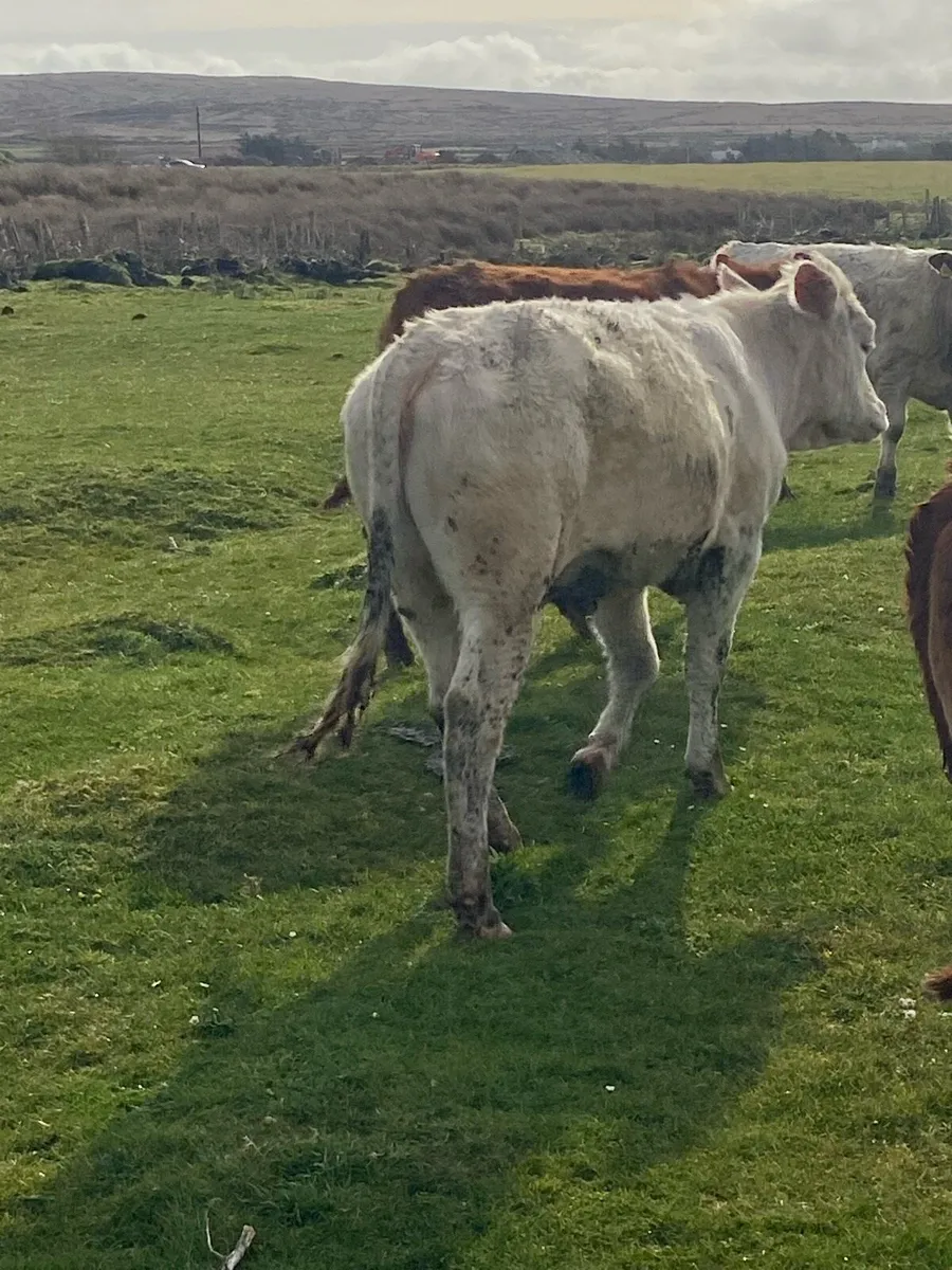 🌟2bullocks🌟 - Image 1