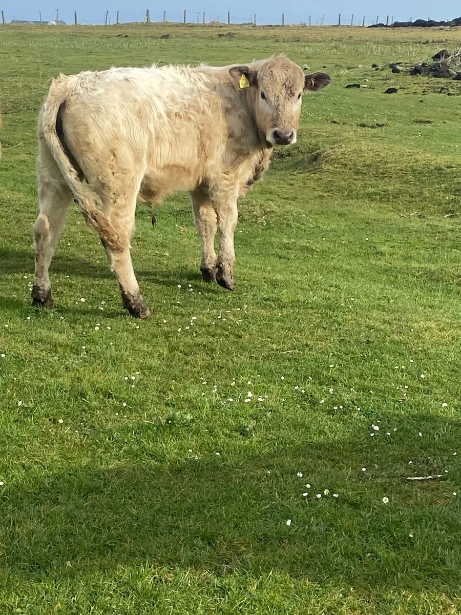 🌟2bullocks🌟 - Image 2