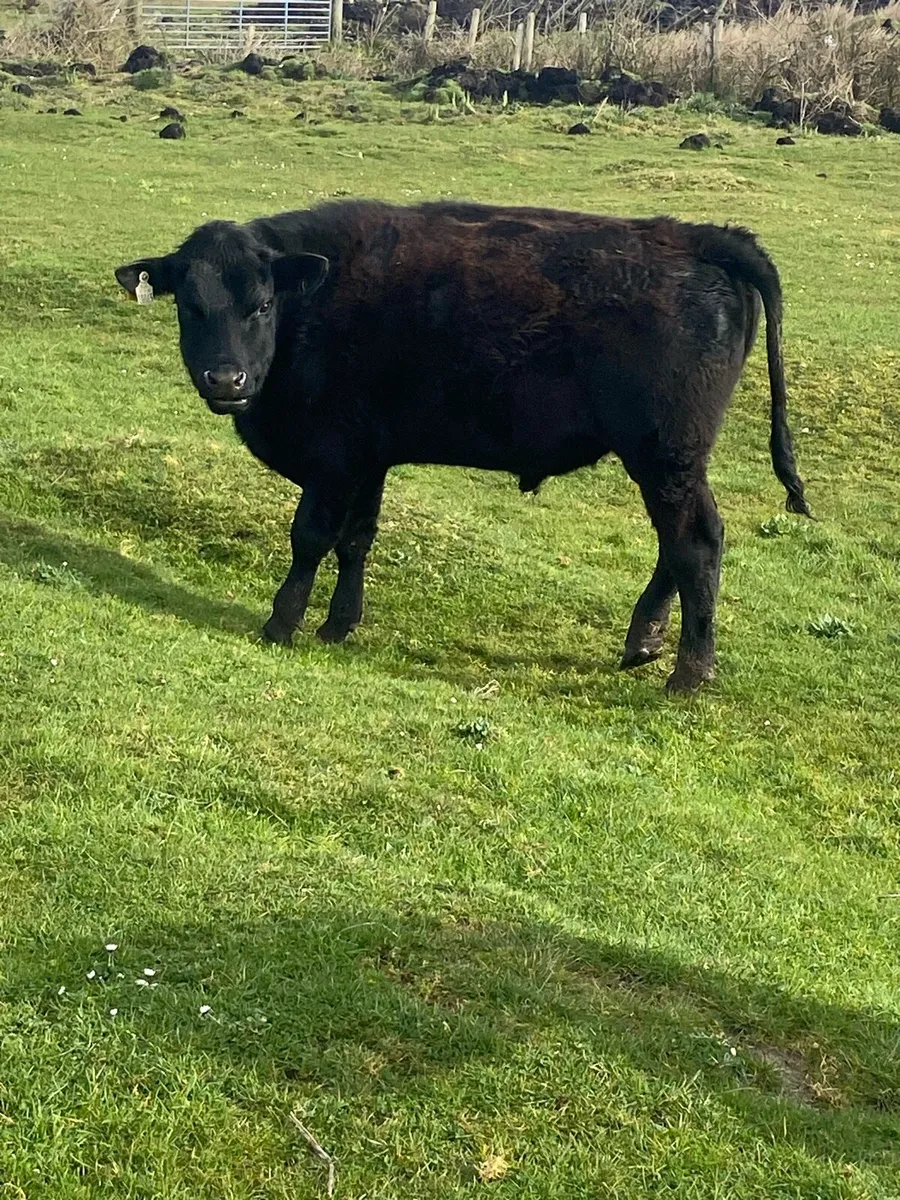 🌟2bullocks🌟 - Image 3