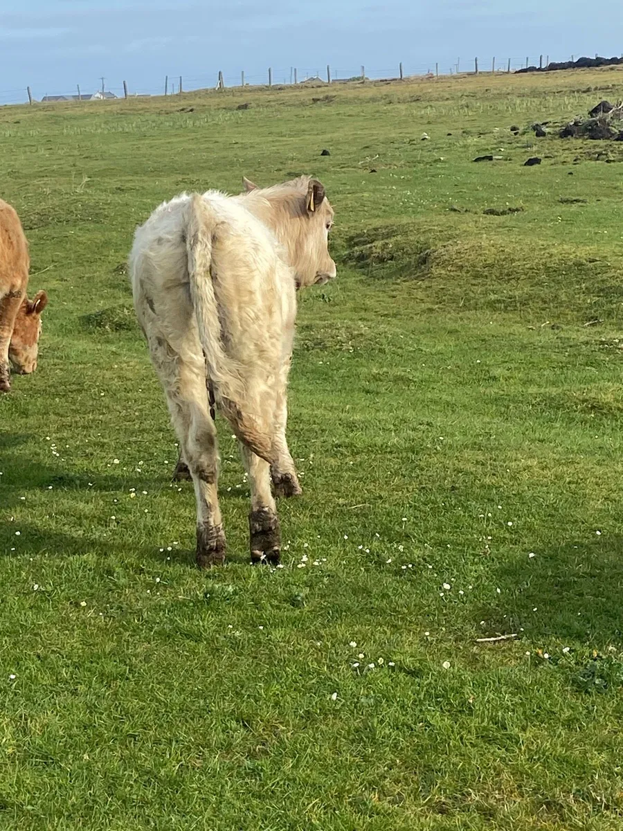 🌟2bullocks🌟 - Image 4